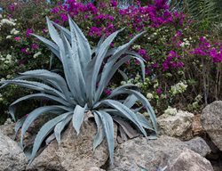Growing Succulents In Rocks, Agave
Garden Design
Calimesa, CA