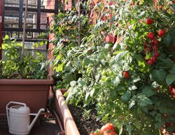 Growing Tomatoes On Patio
Shutterstock.com
New York, NY