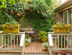 Growing Vines
Garden Design
Calimesa, CA