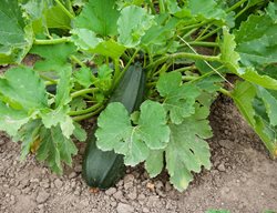 Growing Zucchini, Summer Squash, Vegetable
Shutterstock.com
New York, NY