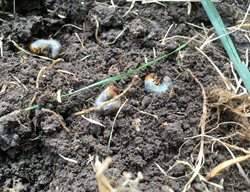 Grubs, Japanese Beetle Larvae, Grubs In Dirt
Shutterstock.com
New York, NY