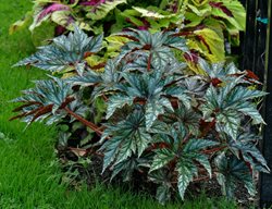 Gryphon Begonia, Cane Begonia
Millette Photomedia
