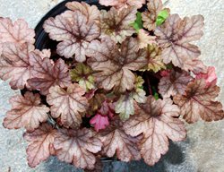 Gunsmoke Heucherella, Foamy Bells
Shutterstock.com
New York, NY