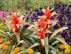 Guzmania Lingulata, Guzmania
Pixabay
