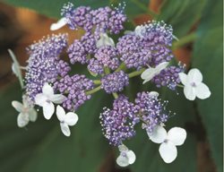 H. Involucrata
Garden Design
Calimesa, CA