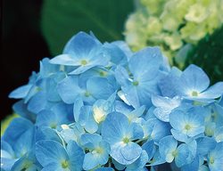 H. Macrophylla Endless Summer™
Garden Design
Calimesa, CA