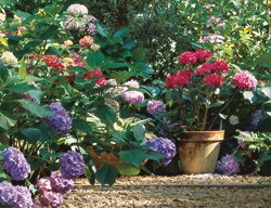 H. Macrophylla ‘generale Vicomtesse De Vibraye’ And ‘brunette’
Garden Design
Calimesa, CA