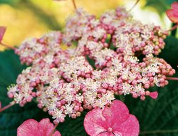 H. Macrophylla ‘gimpel’
Garden Design
Calimesa, CA