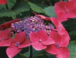 H. Macrophylla ‘kardinal’
Garden Design
Calimesa, CA