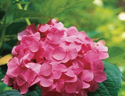 H. Macrophylla ‘maréchal Foch’
Garden Design
Calimesa, CA