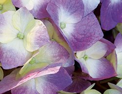 H. Macrophylla ‘mme. Faustin Travouillon’
Garden Design
Calimesa, CA