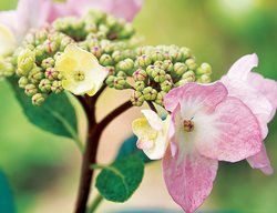 H. Macrophylla ‘nigra’
Garden Design
Calimesa, CA
