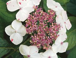 H. Macrophylla ‘tokyo Delight’
Garden Design
Calimesa, CA