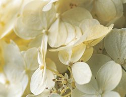 H. Paniculata ‘limelight’
Garden Design
Calimesa, CA