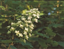 H. Quercifolia ‘snowflake’
Garden Design
Calimesa, CA