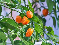Habanero Pepper Plant, Orange Habanero Peppers
Shutterstock.com
New York, NY