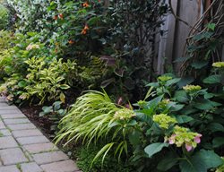 Hakone Grass And Daphne
Garden Design
Calimesa, CA