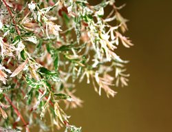 ‘hakuro Nishiki’ Dappled Willow, Salix Integra
Shutterstock.com
New York, NY