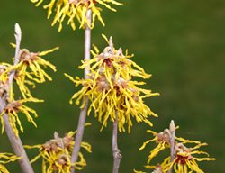 Hamamelis Arnold Promise, Yellow Witch Hazel
Garden Design
Calimesa, CA