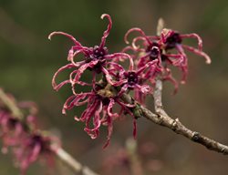 Hamamelis Birgit, Red Witch Hazel
Garden Design
Calimesa, CA