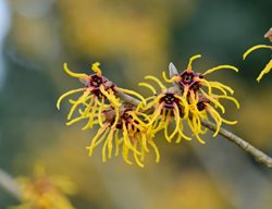 Hamamelis Brevipetala, Chinese Witch Hazel
Garden Design
Calimesa, CA