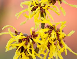 Hamamelis Intermedia, Arnold Promise, Yellow Flower
Garden Design
Calimesa, CA