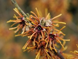 Hamamelis Rochester, Witch Hazel Flowers
Garden Design
Calimesa, CA