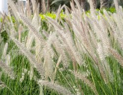 Hameln Fountain Grass, Pennisetum Alopecuroides
Shutterstock.com
New York, NY