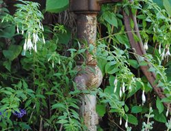Hand Pump In Garden
Garden Design
Calimesa, CA