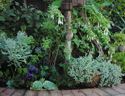 Hand Water Pump In Garden
Garden Design
Calimesa, CA