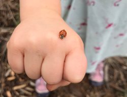 Hand With Ladybug
Garden Design
Calimesa, CA