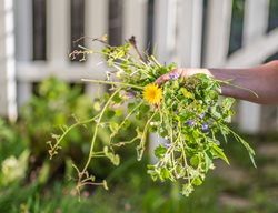 Handful Of Weeds, Pulling Weeds
Shutterstock.com
New York, NY