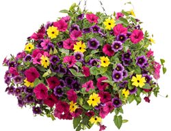 Hanging Basket With Bright Flowers
Proven Winners
Sycamore, IL