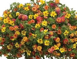 Hanging Basket With Lantana, Yellow And Orange Flowers
Proven Winners
Sycamore, IL