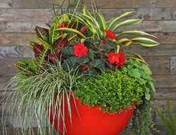 Hanging Baskets
Garden Design
Calimesa, CA