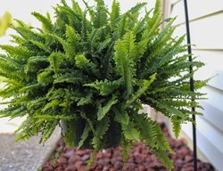 Hanging Boston Fern, Oudoor Fern
Shutterstock.com
New York, NY