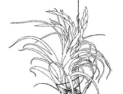 Hanging
Garden Design
Calimesa, CA