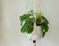 Hanging Prayer Plant, Maranta Plant, Macrame Plant Hanger
Shutterstock.com
New York, NY