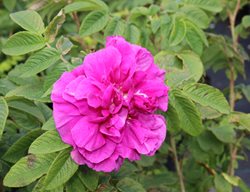 Hansa Rose, Rosa Rugosa Hansa, Pink Rose
Shutterstock.com
New York, NY