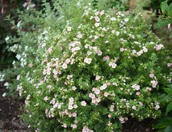 Happy Face Pink Paradise Potentilla, Potentilla Fruticosa, Flowering Shrub
Proven Winners
Sycamore, IL