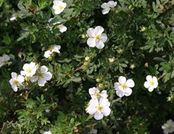 Happy Face White Potentilla, Shrubby Cinquefoil, White Flower
Proven Winners
Sycamore, IL