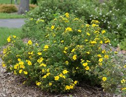 Happy Face Yellow Potentilla, Cinquefoil, Flowering Shrub
Proven Winners
Sycamore, IL