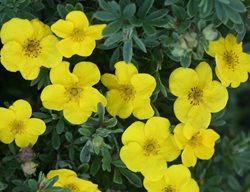 Happy Face Yellow Potentilla, Cinquefoil Potnetilla, Shrub
Proven Winners
Sycamore, IL