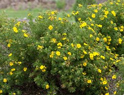 Happy Face Yellow Potentilla, Yellow Potentilla, Potentilla Fruticosa
Proven Winners
Sycamore, IL