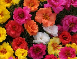 Happy Hour Portulaca Mix, Portulaca Grandiflora, Portulaca Flowers
Ball Horticultural Company
Chicago, IL