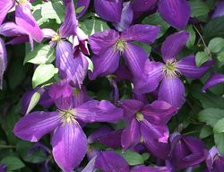 Happy Jack Clematis, Clematis Hybrid, Purple Flower, Flowering Vine
Proven Winners
Sycamore, IL