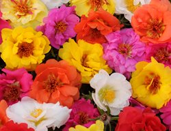 Happy Trails Portulaca Mix, Portulaca Grandiflora, Portulaca Mix
Ball Horticultural Company
Chicago, IL