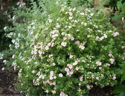 Happyface Pink Paradise Potentilla, Potentilla Fruticosa, Pink Flower
Proven Winners
Sycamore, IL