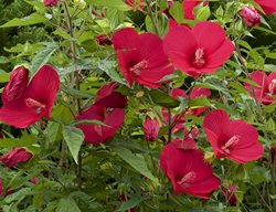 Hardy Hibiscus, Hibiscus Moscheutos
Shutterstock.com
New York, NY