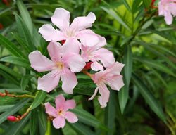 Hardy Pink Oleander, Light Pink Oleander
Shutterstock.com
New York, NY